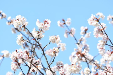 桜の花と青空