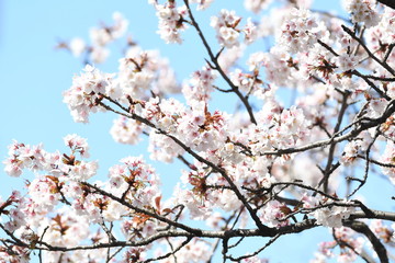 桜の花と青空
