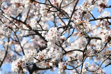 桜の花と青空