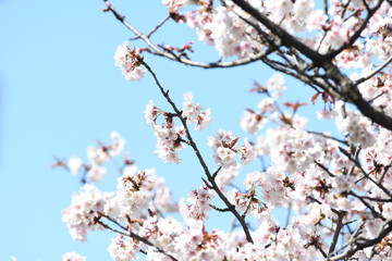 Fototapeta premium 桜の花と青空