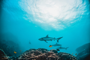 Grey reef shark swimming among coral reef in the wild