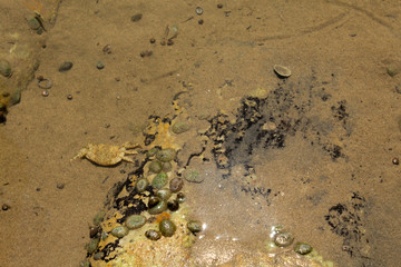 crab on the beach