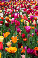 Blooming tulips in Keukenhof, worlds largest flower garden park