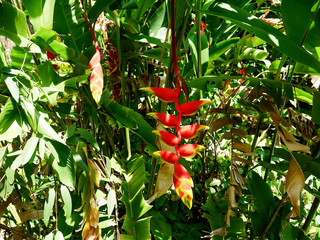 The color of helikonia is truly a curiosity of the plant world: a spike of scarlet half-open palms,...