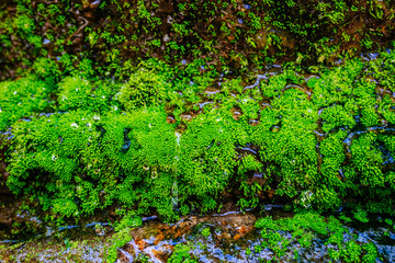 Fototapeta premium mountain river flows among large stones hrough the forest. Natural landscape