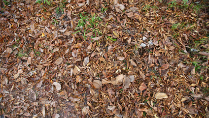 Background of colorful autumn leaves on forest floor . Abstract autumn leaves in autumn suitable as background . Autumn leaves on a meadow . Yellow leaves on the floor .