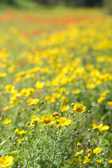 Fototapeta premium マルタ島の野原に咲く花