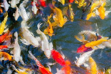Fototapeta na wymiar Koi fish swimming in the pond happily and blessed in nature
