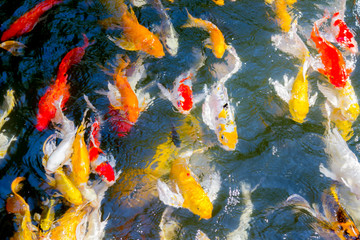 Koi fish swimming in the pond happily and blessed in nature
