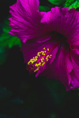 purple hibiscus closeup