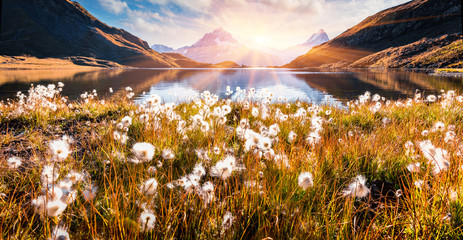 Splendid sunrise scene of Bachalp lake (Bachalpsee) with feather grass flowers. Sunny autunm view of Swiss alps, Grindelwald, Bernese Oberland, Europe. Beauty of nature concept background.