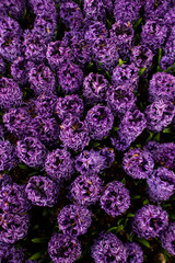 Blooming purple hyacinths in Keukenhof worlds largest flower garden park Holland