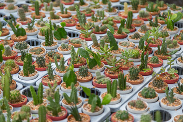 Row of mini variety type cactus plant in the pot