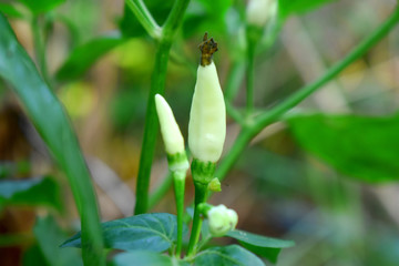 Obraz premium Fresh green chilli (Pepper) with green leaf, organic plant in garden