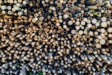 Beautiful nature cutting bamboo sticks texture use for pattern