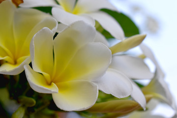 Obraz premium White and yellow flower of Plumeria or Frangipani with green leave blurred Background
