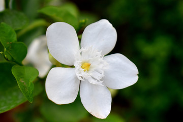 Fototapeta na wymiar A single white flower in bloom with green leaves blurred background of Orange jasmine (Philadelphus)