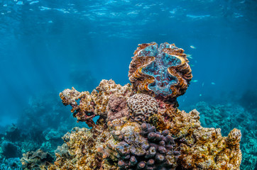 Giant clam perched on top of coral reef in shallow blue water