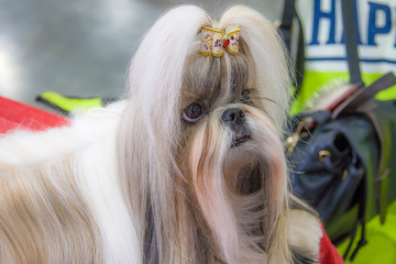 A beautiful dog with laid hair looks at the camera