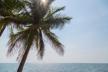 Fototapeta na wymiar Coconut, sky and sea in sunny day on vacation holiday