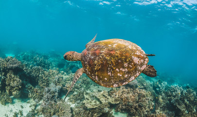 Fototapeta na wymiar Green sea turtle swimming among colorful coral reef