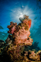 Colorful coral reef in crystal clear blue ocean