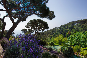 Cliffs of Cap Roig Botanical Garden, near Calella de Palafrugell, Costa Brava
