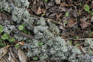 Moss on branches and fallen leaves