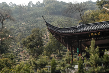 中国　龍井の風景　お茶畑