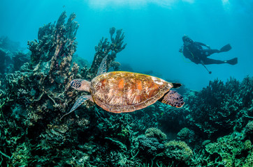 Fototapeta na wymiar Diver swimming with a green sea turtle in the wild, among colorful coral reef