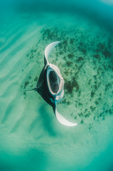 Large manta ray swimming in the wild