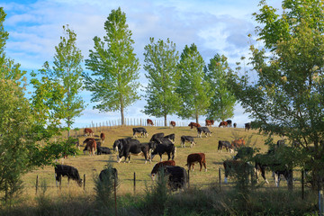 Cattle herd in a field surrounded by trees. The black and white animals are Friesians and the brown...