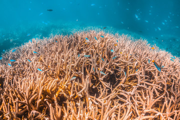 Colorful hard corals in clear blue water