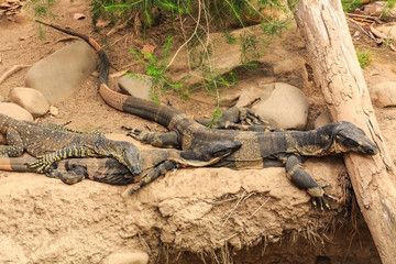 A family of lace monitors (aka tree goannas), large lizards native to Australia, resting together....