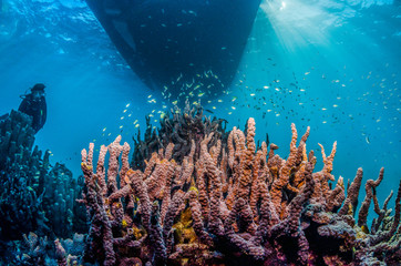 Colorful hard corals in clear blue water