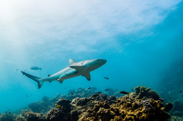 Grey reef sharks swimming over hard coral reef