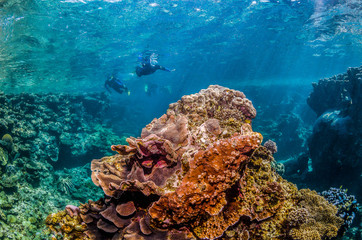 Snorkelers swimming among colorful coral reef