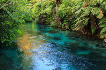 The Blue Spring at Te Waihou, New Zealand. A shaft of sunlight breaks through the forest to light up the beautifully clear water