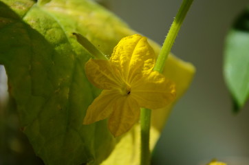 small cucumber with flower and tendrils