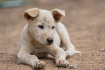 The puppy sleeps on the ground, waiting for the owner