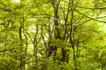 Fototapeta premium 自然 山 青森県 白神