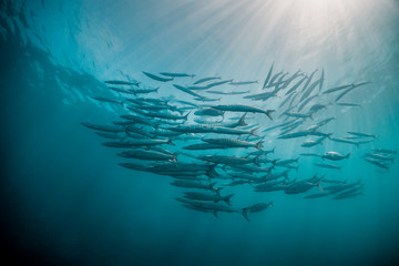 Schooling pelagic fish in crystal clear blue ocean