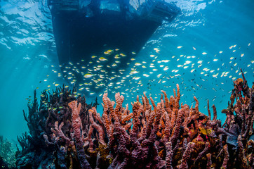 Fototapeta na wymiar Colorful hard corals in clear blue water