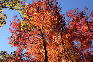 紅葉