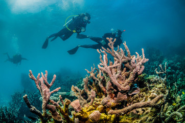 Scuba divers swimming among colorful hard coral reef