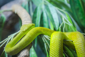 White-Lipped Pit Viper