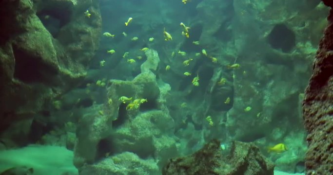 Requins, poissons jaunes, aquarium de la Rochelle 