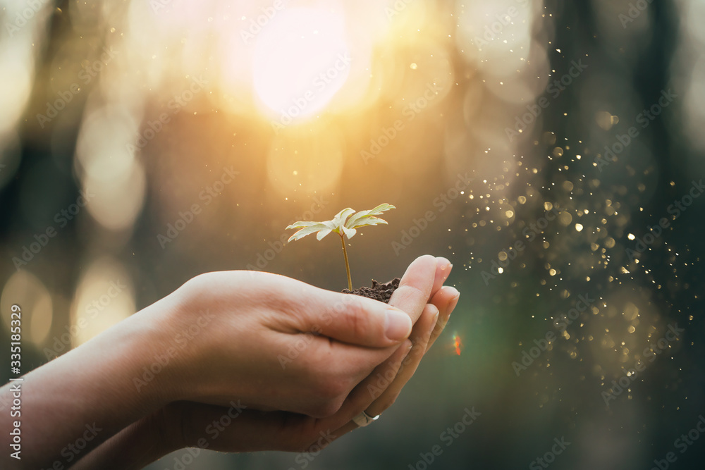 Wall mural Hands holding green plant for gardening. New life and hope concept image. 