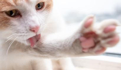 The cat licks the wool with its tongue.