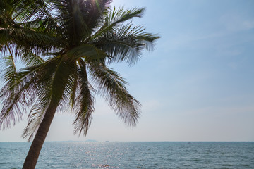 Coconut, sky and sea in sunny day on vacation holiday